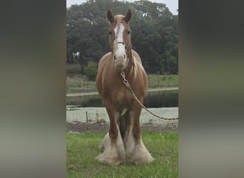 Gypsy Horse, Mare, 13 years, 14.2 hh, Chestnut