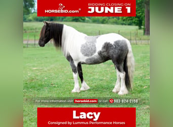 Gypsy Horse Mix, Mare, 6 years, Pinto