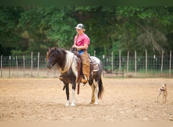 Gypsy Horse Mix, Mare, 6 years, Pinto