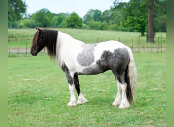 Gypsy Horse Mix, Mare, 6 years, Pinto