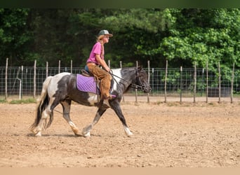 Gypsy Horse Mix, Mare, 6 years, Pinto