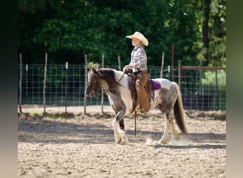 Gypsy Horse Mix, Mare, 6 years, Pinto