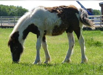 Gypsy Horse, Stallion, 1 year, 14.1 hh, Pinto