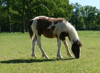 Gypsy Horse, Stallion, 1 year, 14.1 hh, Pinto