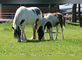 Gypsy Horse, Stallion, 1 year, 14.1 hh, Pinto