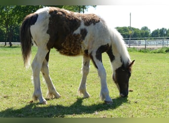 Gypsy Horse, Stallion, 1 year, 14.1 hh, Pinto