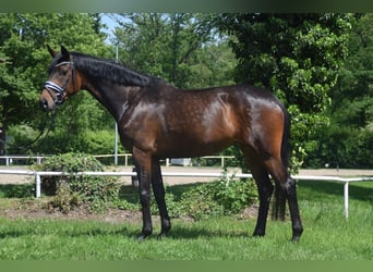 Hanoverian, Mare, 4 years, 16.1 hh, Bay-Dark