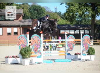 Hanoverian, Stallion, Foal (04/2026), 16.2 hh, Brown