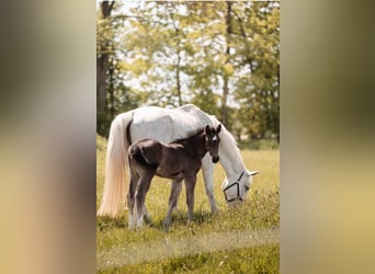 Heavy Warmblood, Mare, Foal (04/2026), Black