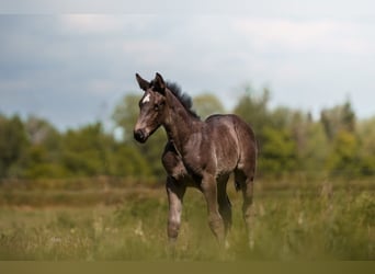 Heavy Warmblood, Mare, Foal (04/2026), Black