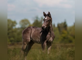 Heavy Warmblood, Mare, Foal (04/2026), Black