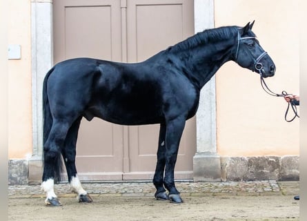 Heavy Warmblood, Stallion, 21 years, 16.3 hh, Black