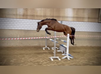 Holstein, Gelding, 4 years, 16.1 hh, Brown