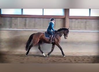Holstein, Gelding, 4 years, 16.1 hh, Brown