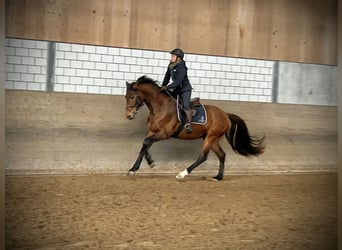 Holstein, Gelding, 4 years, 16.1 hh, Brown