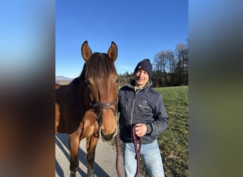 Holstein, Gelding, 4 years, 16.1 hh, Brown