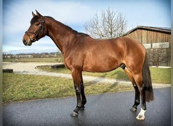 Holstein, Gelding, 4 years, 16.1 hh, Brown