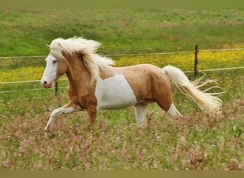 Icelandic Horse, Stallion, Foal (05/2026), 13.2 hh, White
