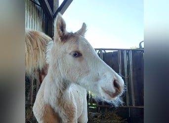 Icelandic Horse, Stallion, Foal (05/2026), 13.2 hh, White