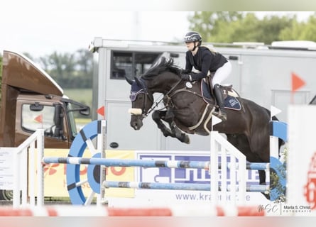 Irish Sport Horse, Gelding, 10 years, 16.3 hh, Black