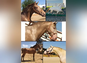 PRE, Stallion, 9 years, 17 hh, Pearl