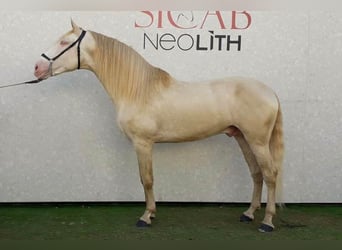 PRE, Stallion, 9 years, 17 hh, Pearl