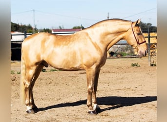 PRE, Stallion, 9 years, 17 hh, Pearl