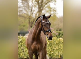 KWPN, Gelding, 3 years, 16.1 hh, Bay-Dark