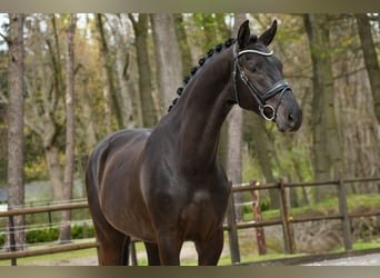 KWPN, Gelding, 3 years, 16.2 hh, Black