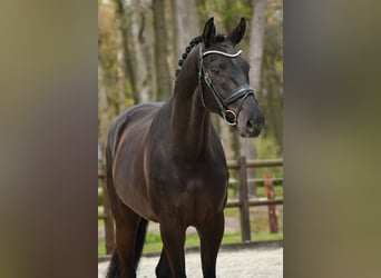 KWPN, Gelding, 3 years, 16.2 hh, Black