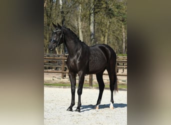 KWPN, Gelding, 3 years, 16.2 hh, Black