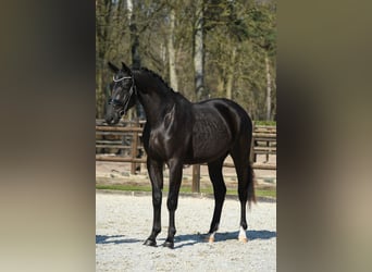KWPN, Gelding, 3 years, 16.2 hh, Black
