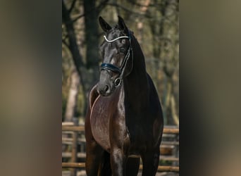 KWPN, Gelding, 3 years, 16.2 hh, Black