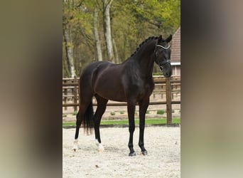 KWPN, Gelding, 3 years, 16.2 hh, Black