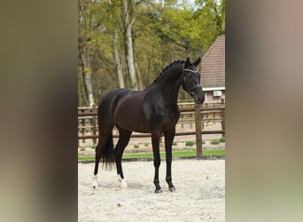 KWPN, Gelding, 3 years, 16.2 hh, Black