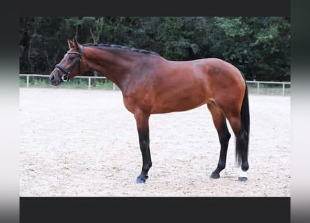 KWPN, Mare, 15 years, 16.2 hh, Brown