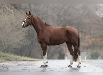 KWPN, Mare, 8 years, 16.1 hh, Chestnut-Red