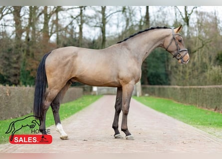 KWPN, Stallion, 5 years