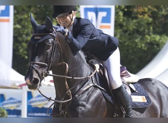 KWPN, Stallion, 24 years, 16.2 hh, Black