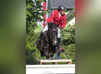 KWPN, Stallion, 24 years, 16.2 hh, Black
