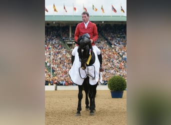 KWPN, Stallion, 24 years, 16.2 hh, Black