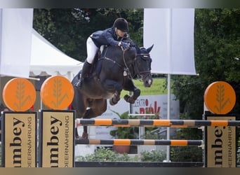 KWPN, Stallion, 24 years, 16.2 hh, Black