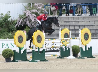 KWPN, Stallion, 24 years, 16.2 hh, Black
