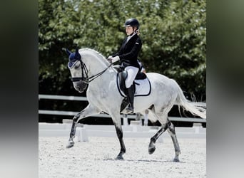 Lusitano Mix, Gelding, 18 years, 15.1 hh, Grey