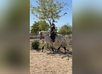 Lusitano Mix, Gelding, 18 years, 15.1 hh, Grey