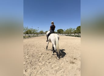 Lusitano Mix, Gelding, 18 years, 15.1 hh, Grey
