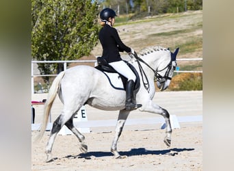 Lusitano Mix, Gelding, 18 years, 15.1 hh, Grey
