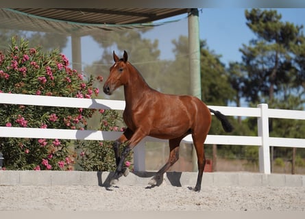 Lusitano, Mare, 3 years, Bay