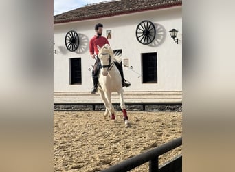 Lusitano, Stallion, 15 years, 16.1 hh, Perlino