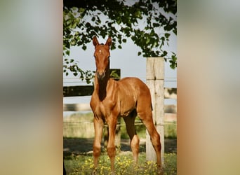 Lusitano, Stallion, Foal (04/2026), 16 hh, Brown
